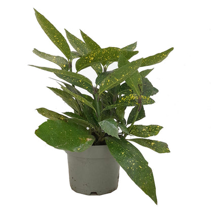 Aucuba Japonica M17_0