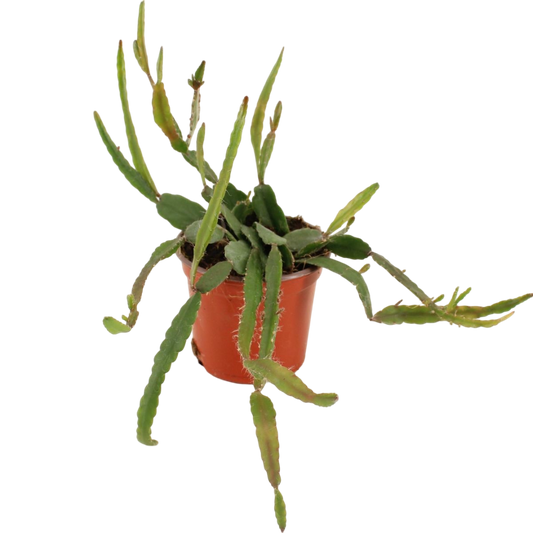 Rhipsalis Agudoensis Planta Colgante De Interior Ø9_0