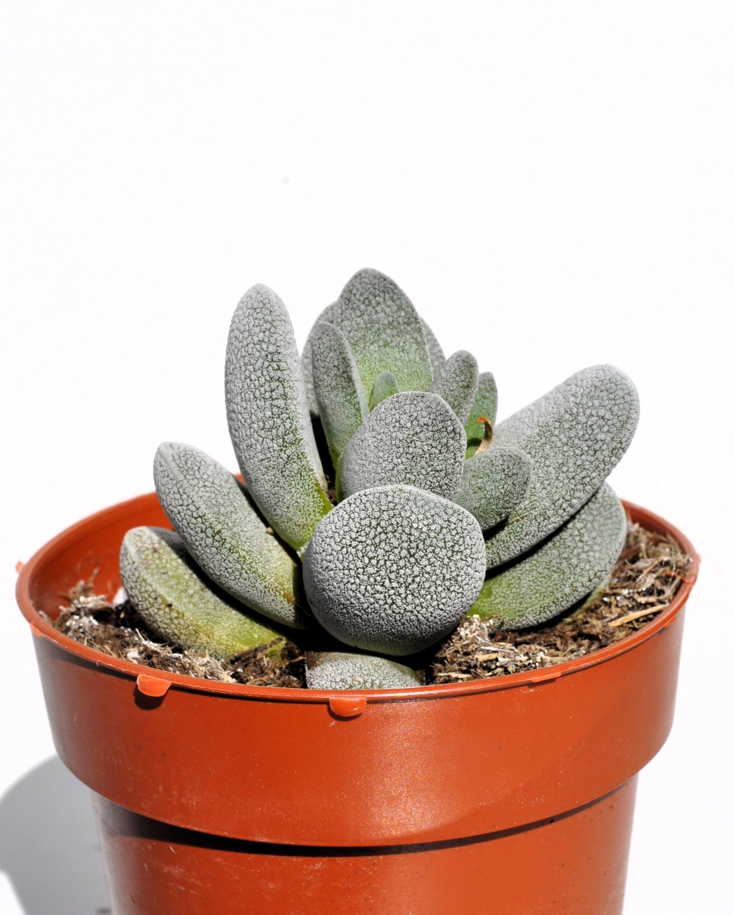 Crassula Tecta; Planta Suculenta camuflada, Planta De Colección; Curiosarium; Diámetro Maceta 10,5 Cm_1