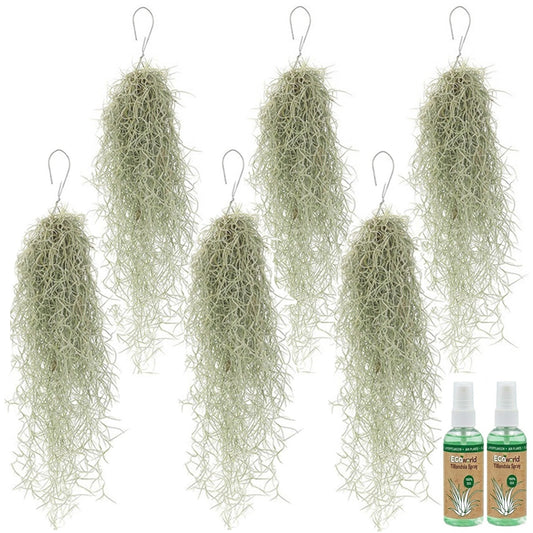 Tillandsia Usneoides 'musgo Español' - 6 Unidades - Planta Sin Tierra_0