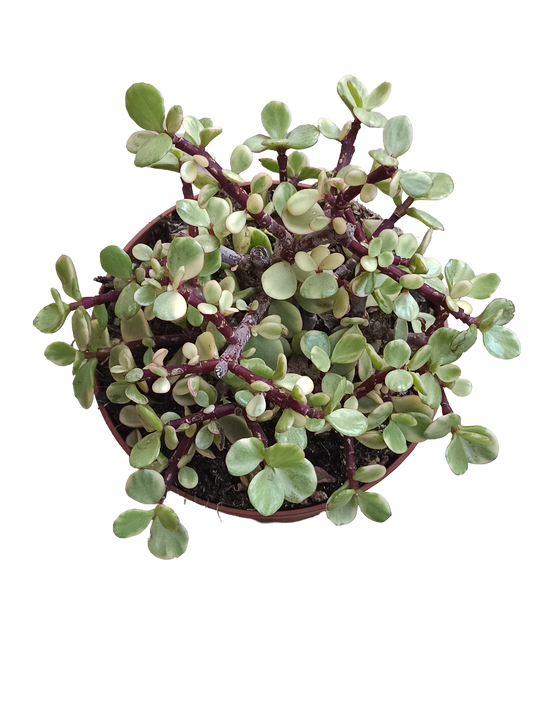 Portulacaria Afra Variegata Grande Ø13 Cms_0