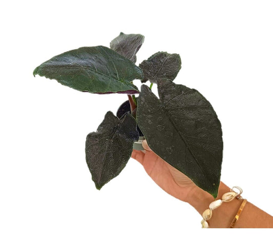 Alocasia Antoro Velvet M6_0