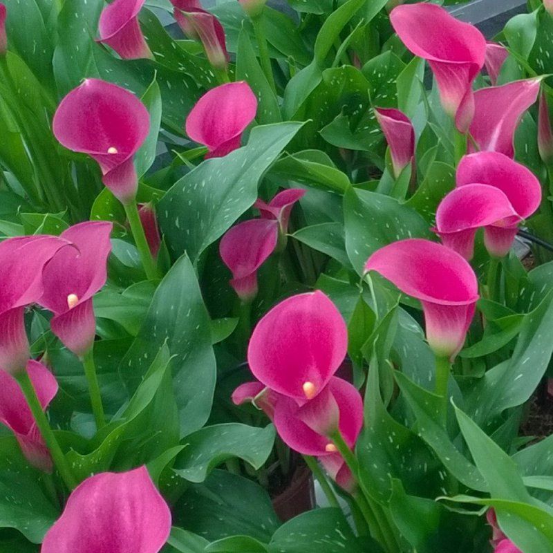 1 Bulbo Zantedeschia 'cheerio' Cala Rosa_0