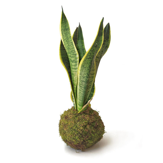 Kokedama Sansevieria Kokedamusl - Elaboración Artesanal Musgo Natural_0