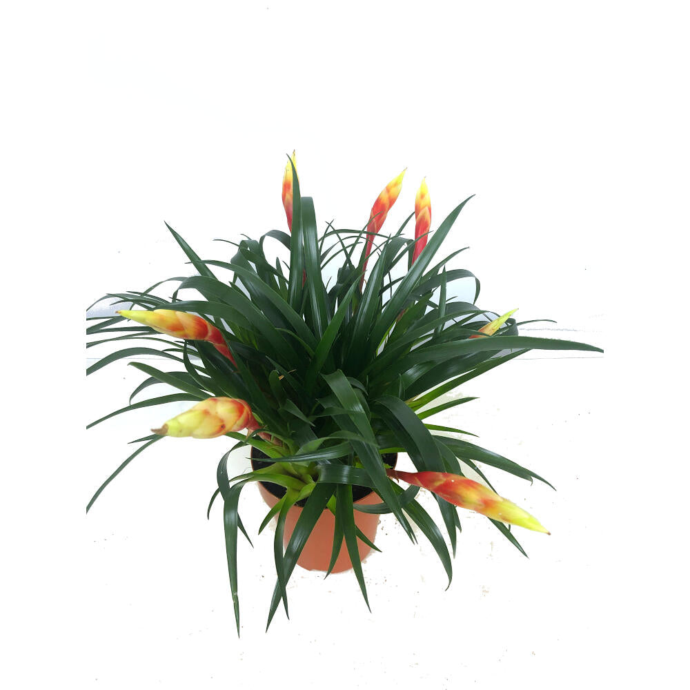 Vriesea Shannon M12 25cm_2