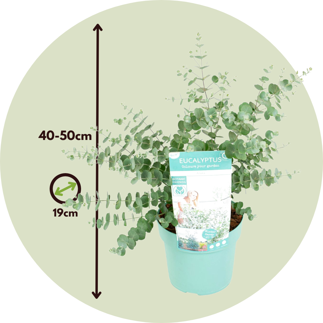 Eucalipto - 2 Pzs - Eucalyptus 'baby Blue' - Altura 40-50cm - ⌀19cm_2