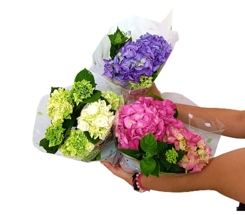 Hortensia M10_0
