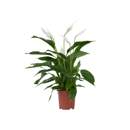 Lirio De Paz Espatifilo - Spathiphyllum 'lima' - Altura 60-75cm - ⌀17cm_0