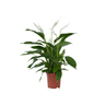 Lirio De Paz Espatifilo - Spathiphyllum 'lima' - Altura 60-75cm - ⌀17cm