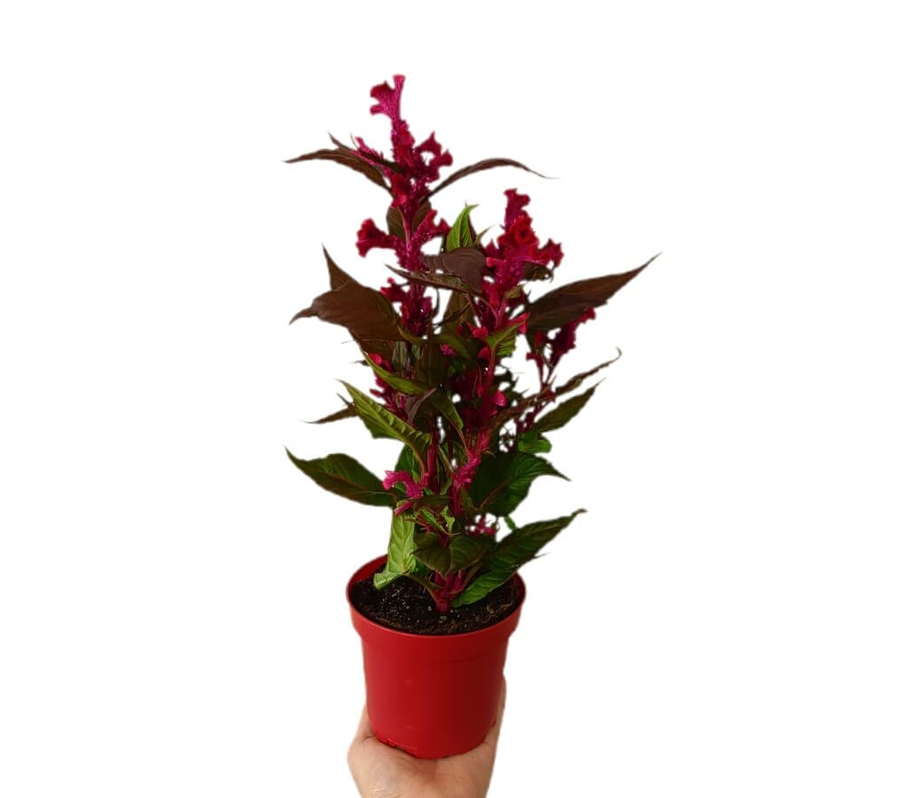 Celosia Cristata M12_0