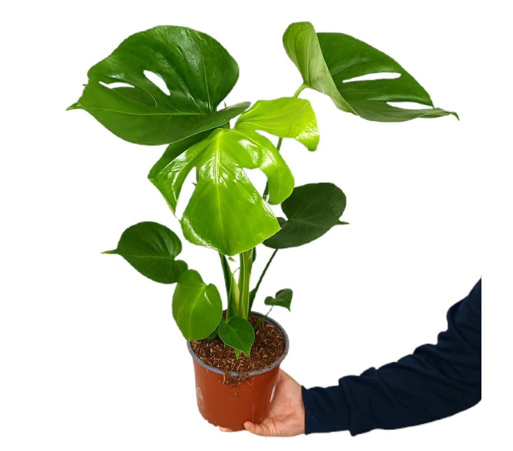 Monstera Deliciosa M17 70cm (costilla De Adán)_0