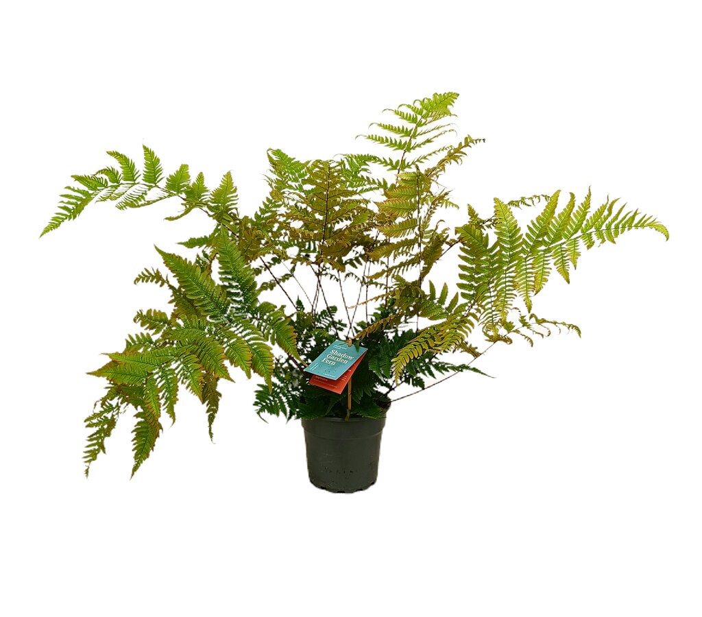 Dryopteris Erythroso M17 40cm_0