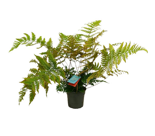 Dryopteris Erythroso M17 40cm_0