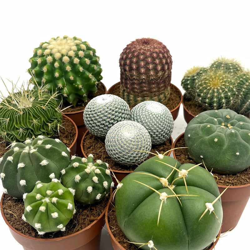 Colección 8 Cactus M8,5 cm Ø_0