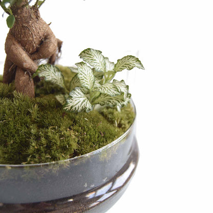 Terrario Mediano H=31 Cm_2