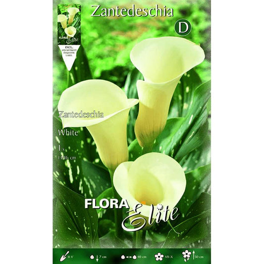 Bulbo Calla blanca 1 ud