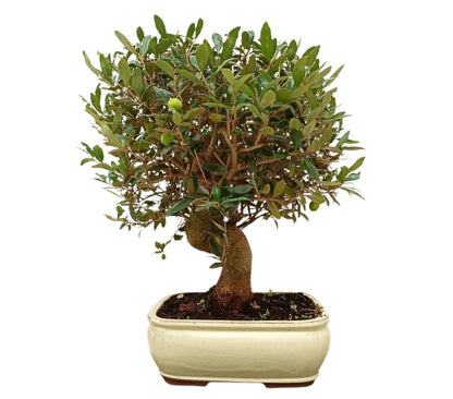 Bonsái Olivo 18 Años (olea Europaea)_0
