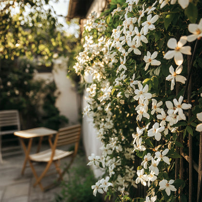 Jazmín Estrellado - 2 Pzs - Trachelospermum Jasminoides - A110-120cm - ⌀17cm