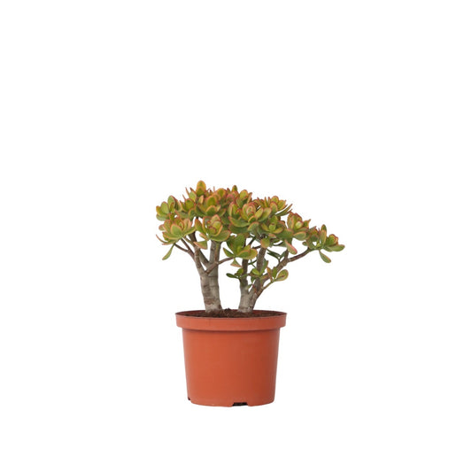 Árbol De Jade - Crassula Ovata 'sunset' - Altura 30-35cm - ⌀17cm_0