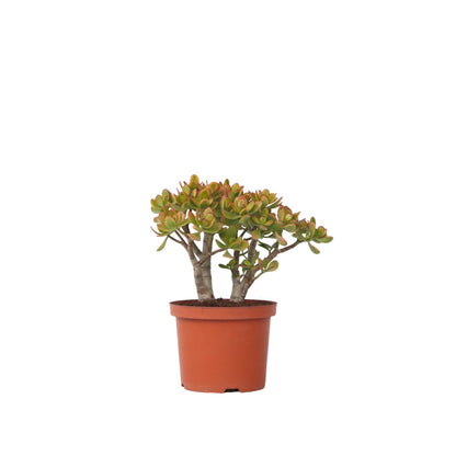 Árbol De Jade - Crassula Ovata 'sunset' - Altura 30-35cm - ⌀17cm