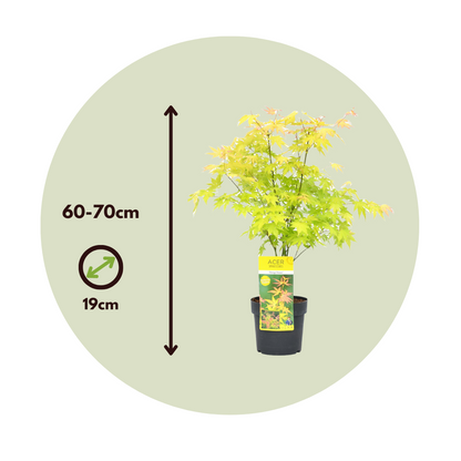 Arce Japonés - Acer Palmatum 'orange Dream' - Altura 60-70cm - ⌀19cm_2