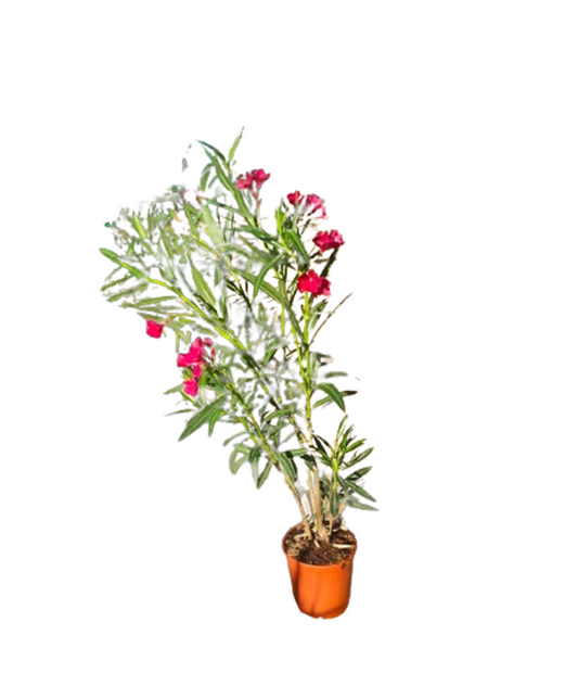 Adelfa Roja Maceta_0