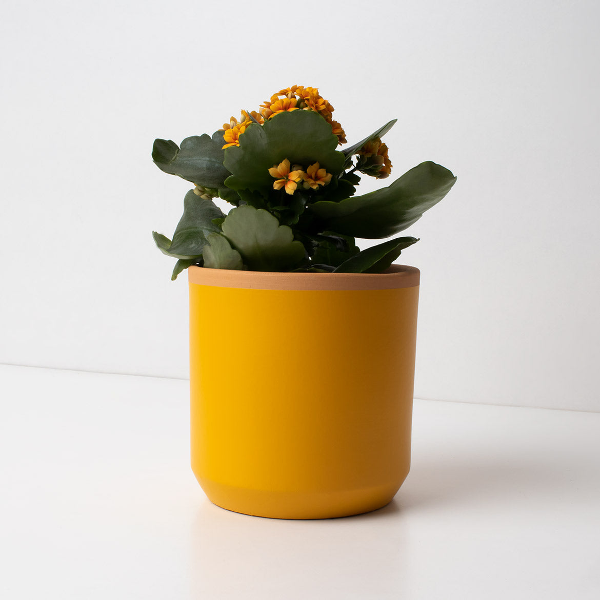 Macetero de Terracota Amarillo Azafrán 13 cm – Hecho a Mano por Artesanos, Maceta Decorativa - Resetea_1