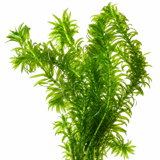 Elodea - Elodea Densa - 5 Unidades - Planta Oxigenante - Estanque_0