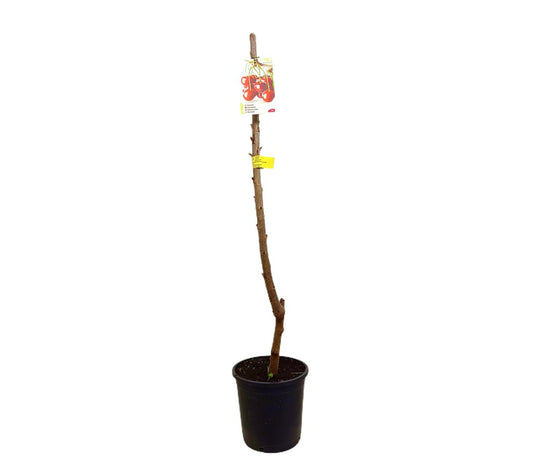 Cerezo Lapins M25 120-150cm (autofértil)_0