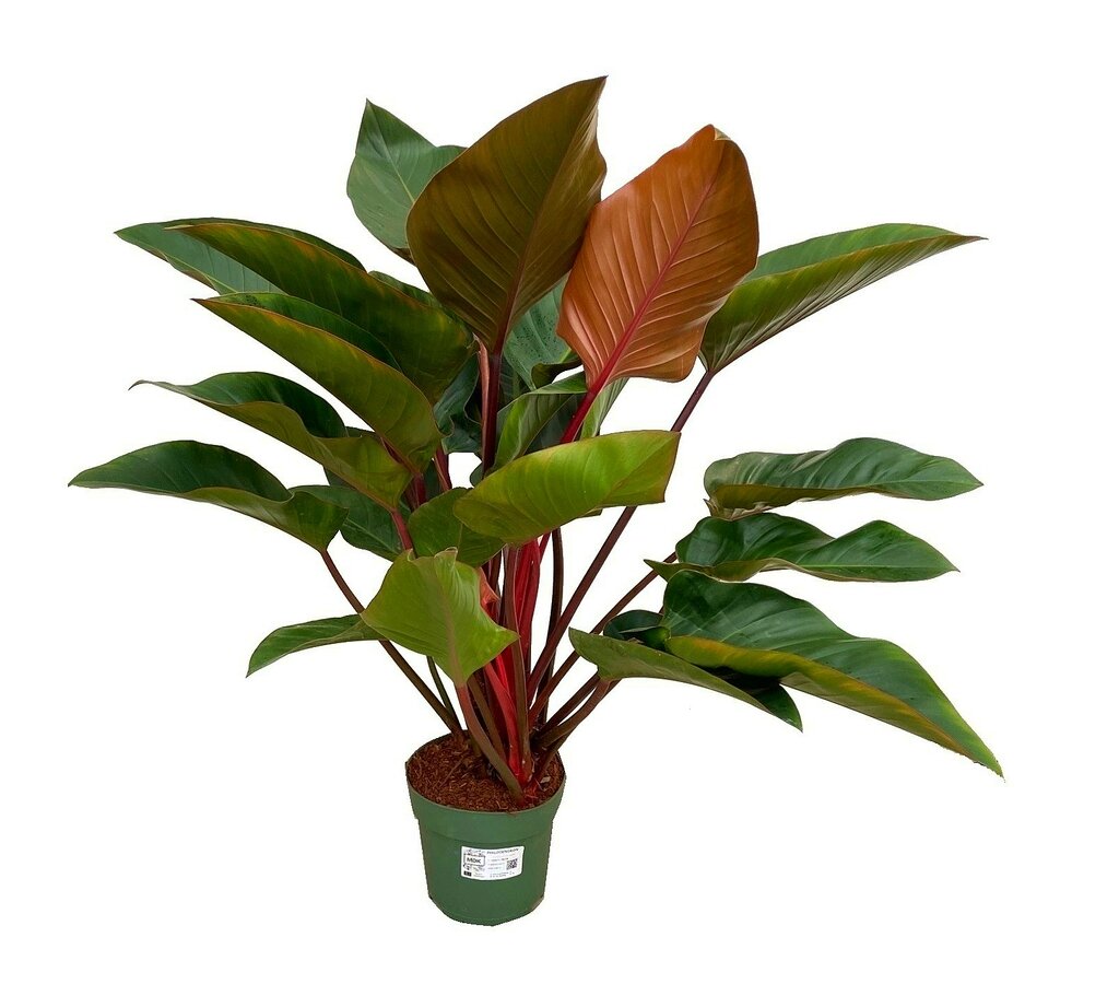 Philodendron Red Beauty M27 100cm_0