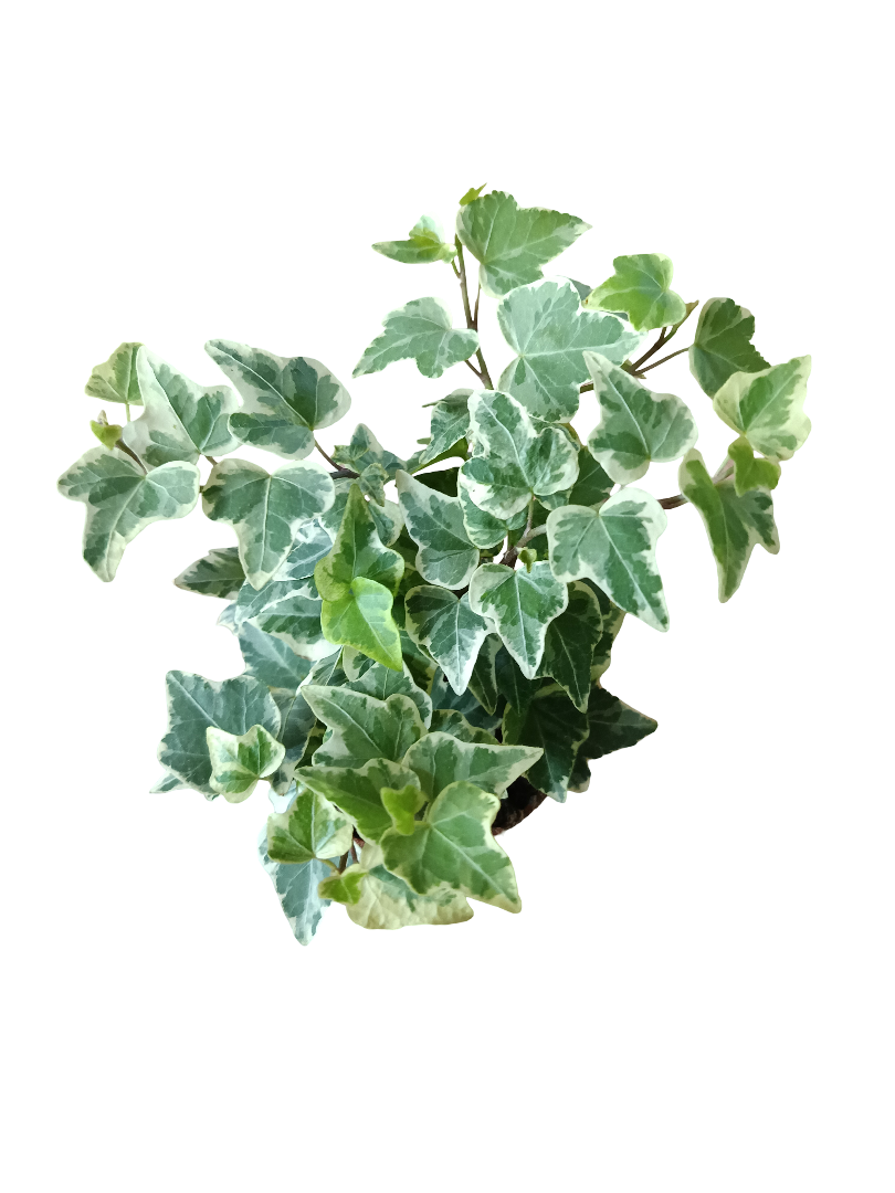 Hedera Harlekijn Colgante Planta Interior_0