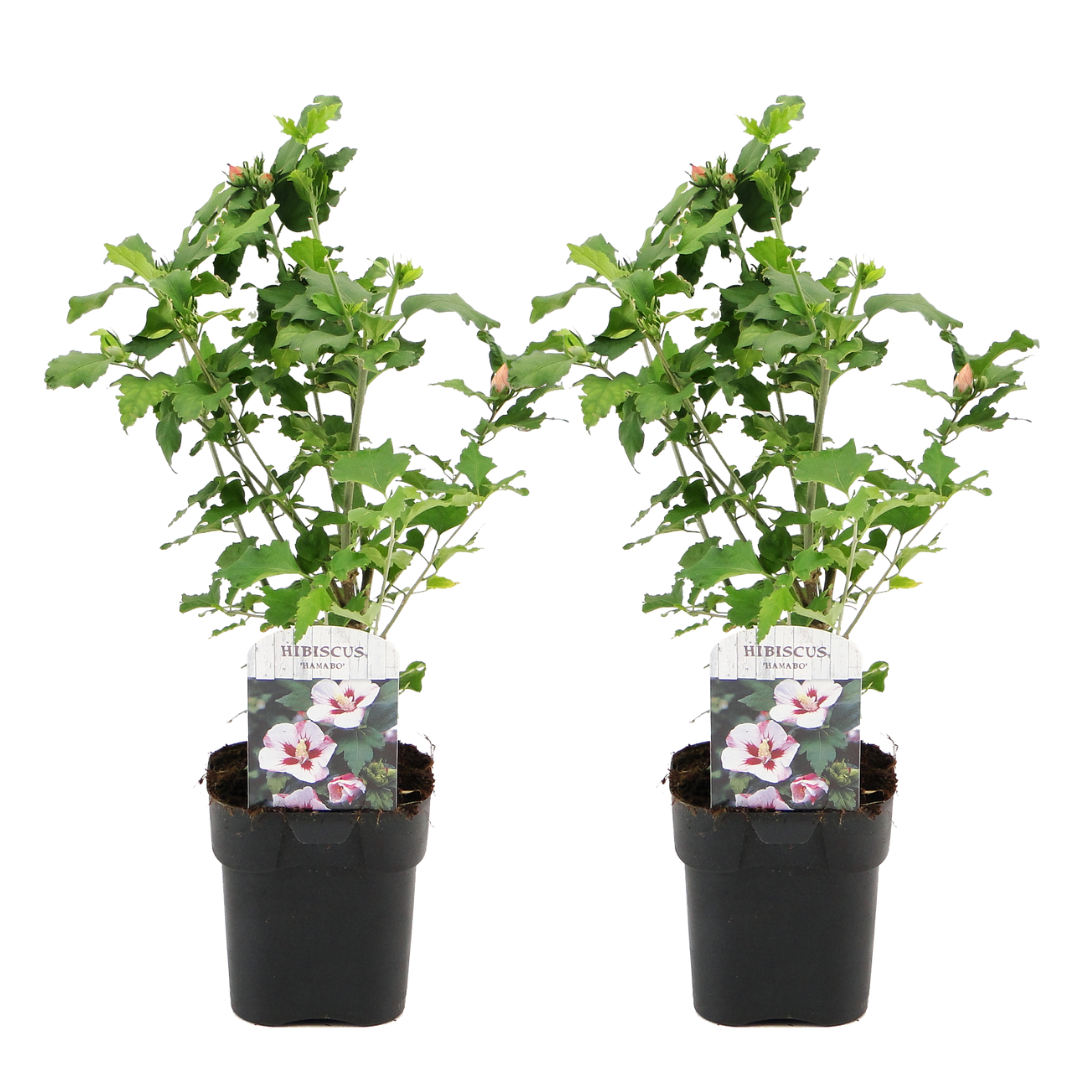 Rosa De Siria Azul - 2 Pzs - Hibiscus 'hamabo' - Altura 25-40cm - ⌀17cm_0