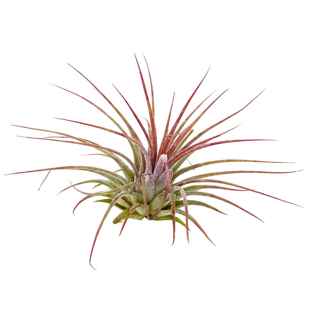 Tillandsia Ionantha V.ionantha 6cm Alto X 10cm Ancho