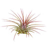 Tillandsia Ionantha V.ionantha 6cm Alto X 10cm Ancho