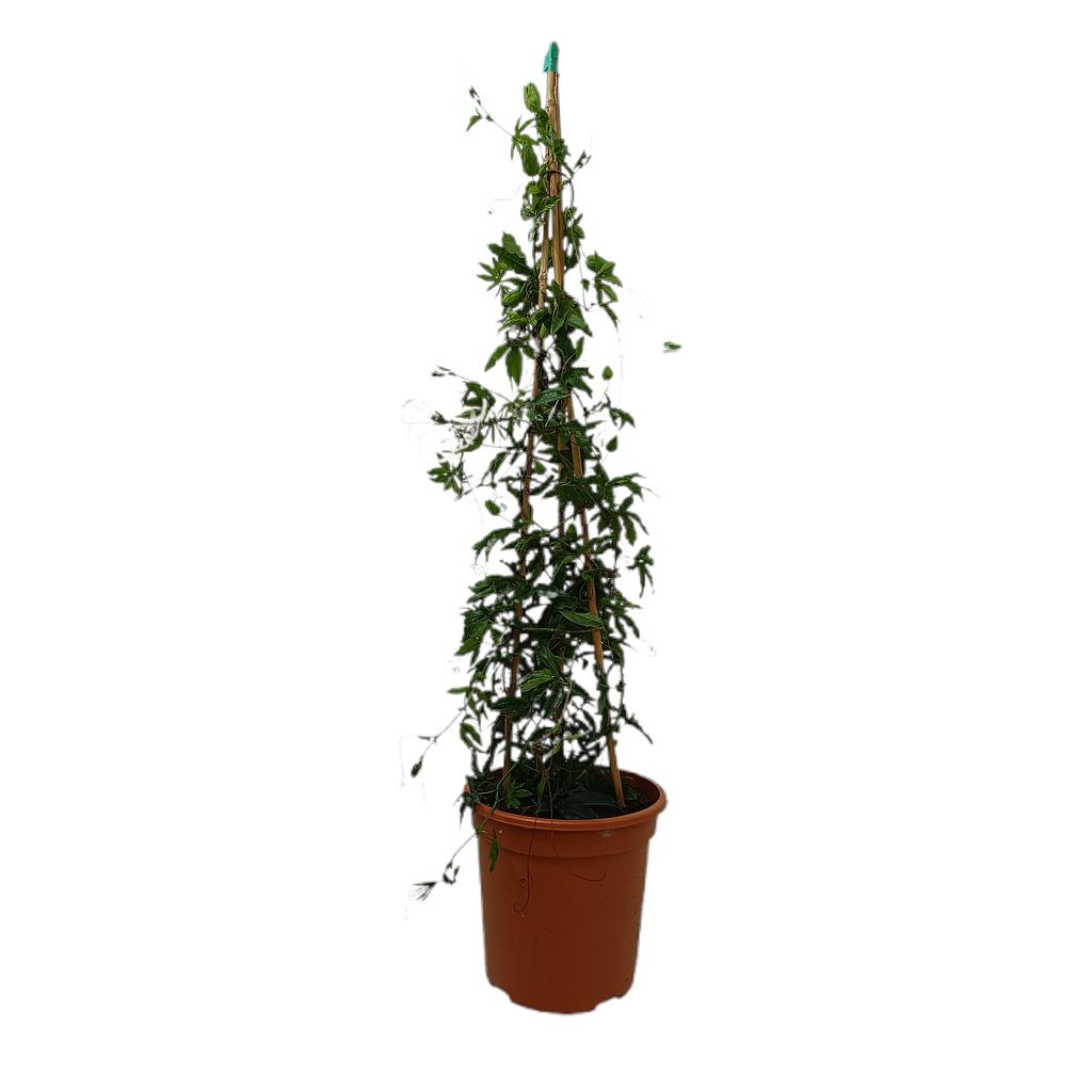 Passiflora Piramide M22 120cm_0