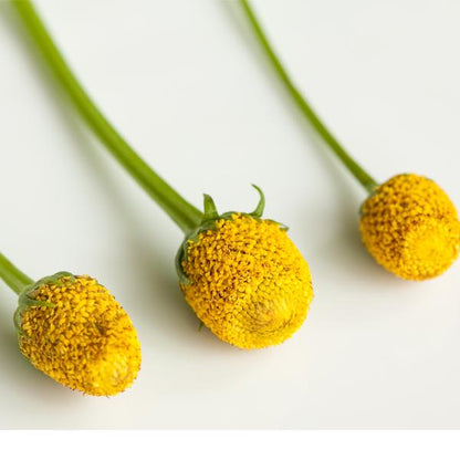 Kit huerto de flores comestibles: Botón de sechuan