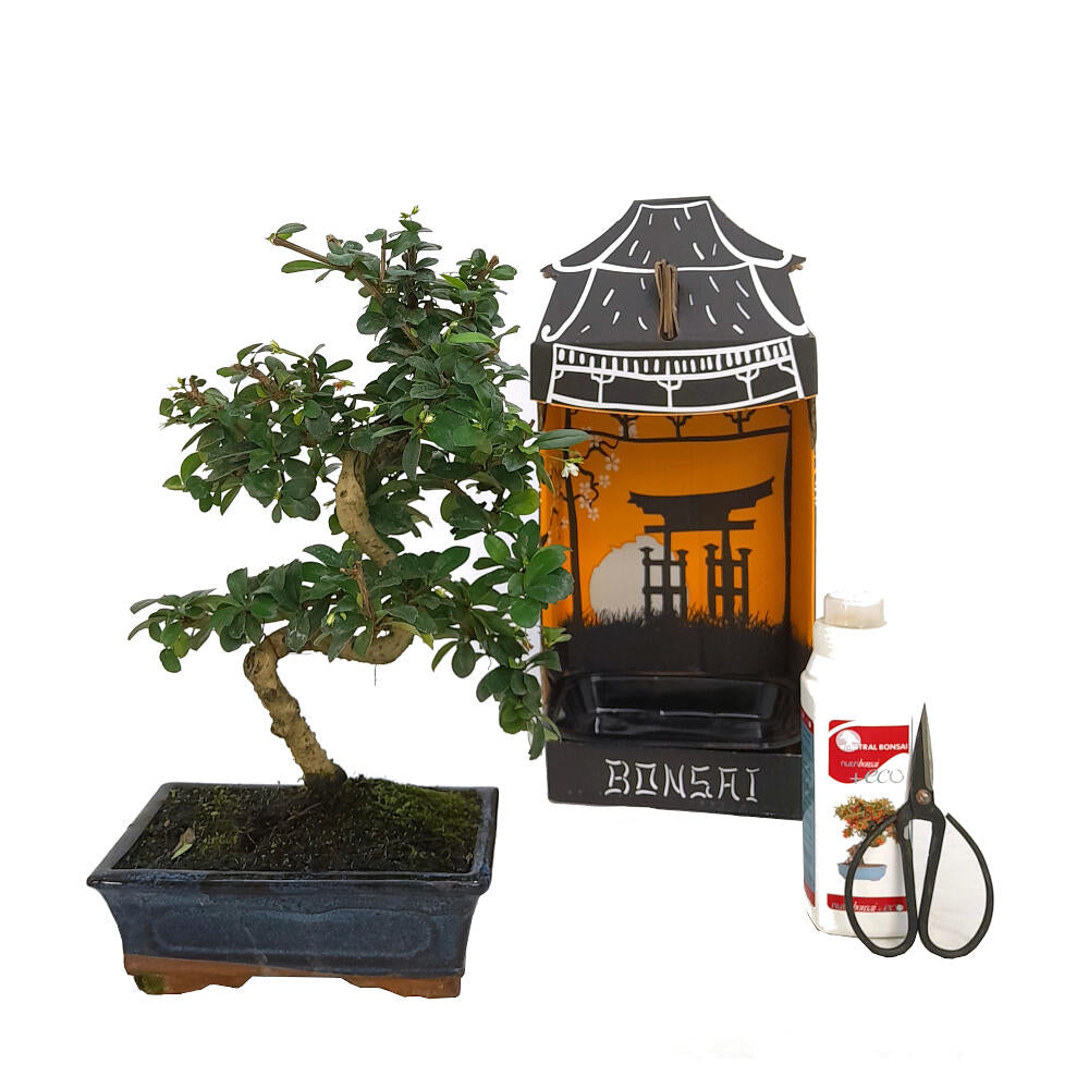Pack Iniciación Bonsai Carmona 8 Años Incluye Tijeras Y Abono_0