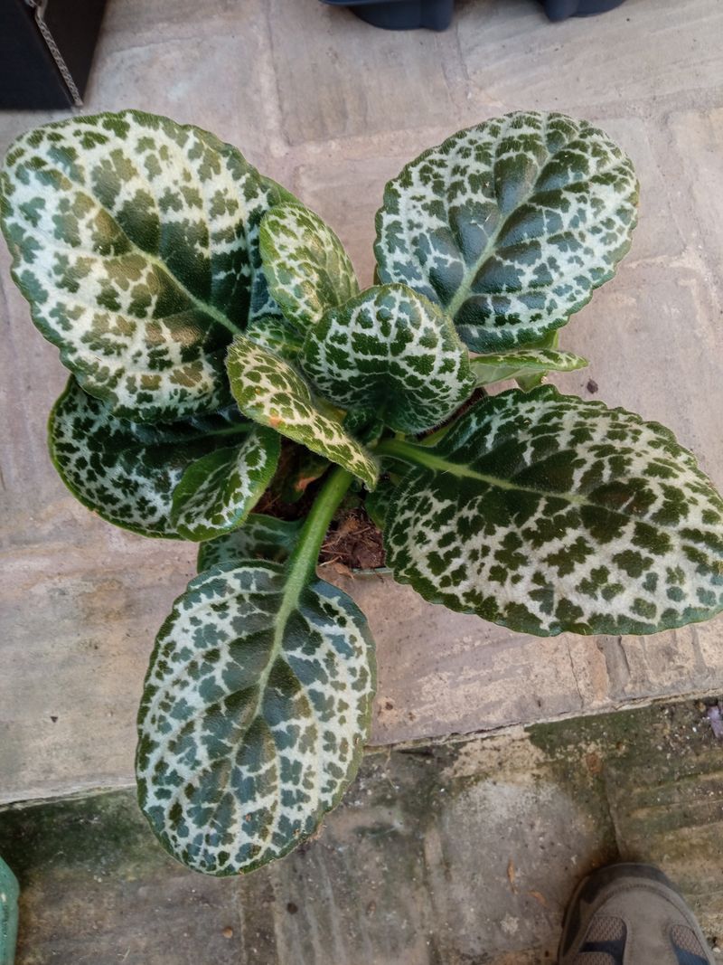 Streptocarpus Pretty Turtle Planta De Interior