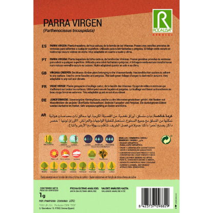 Semillas de Parra virgen Parthenocissus tricuspidat