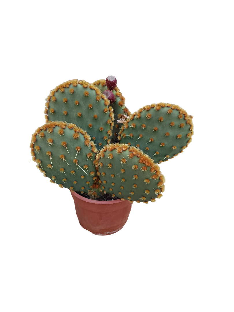 Opuntia Aciculata Planta De Sol Ø20 Cactus Unico