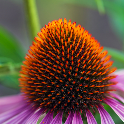 Equinácea - 6 Pzs - Echinacea Mix - Cepellones_3
