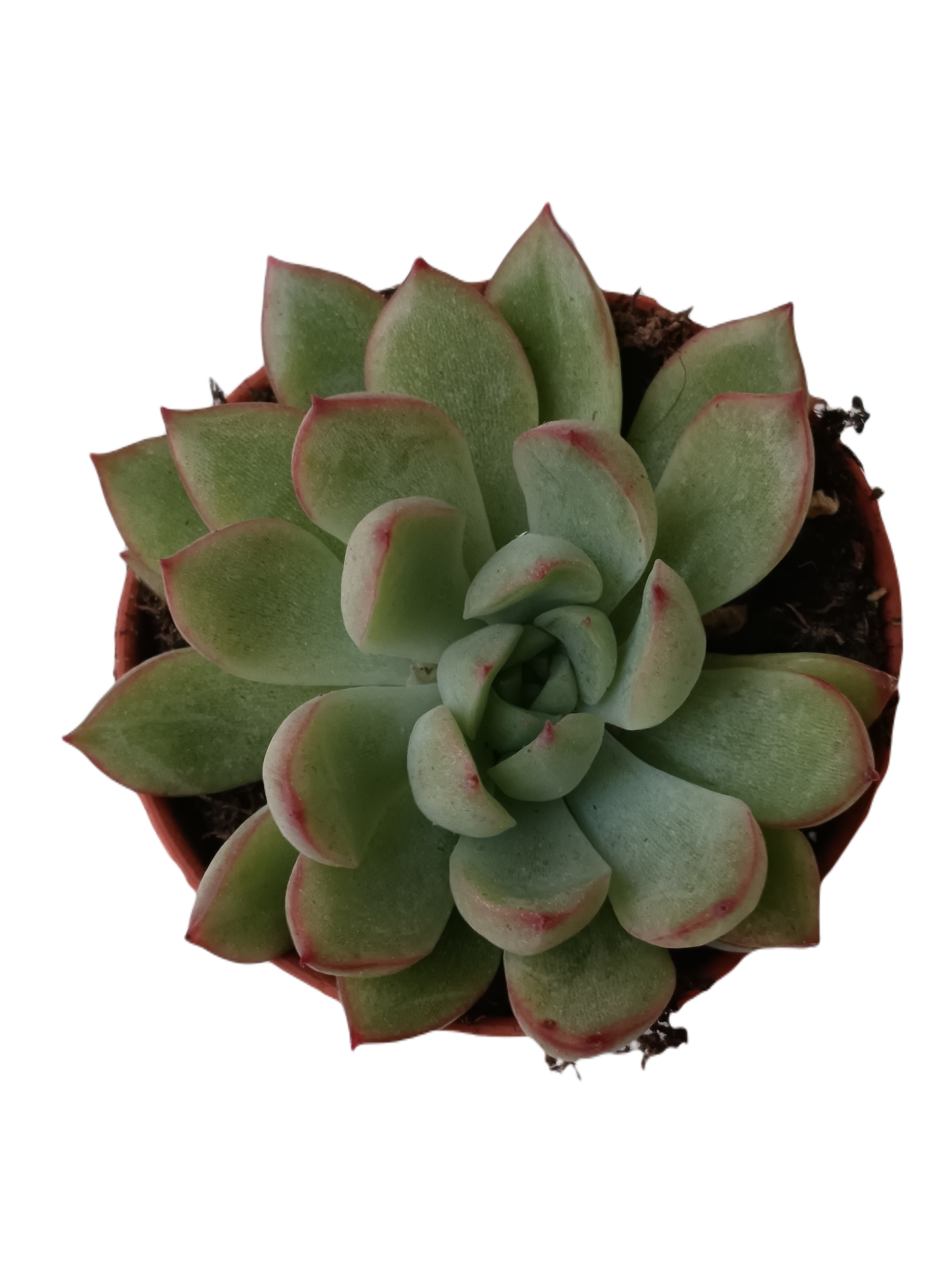 Echeveria Lipstick Planta Suculenta De Sol Ø5 Cm