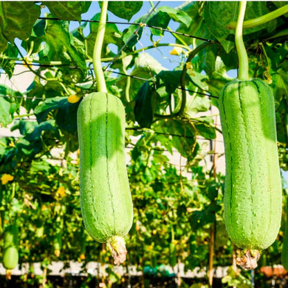 Esponja Natural Vegetal De Luffa Cuadrada. Limpieza Y Exfoliación. Activa La Circulación. Cultivada Y Hecha En Galicia_5