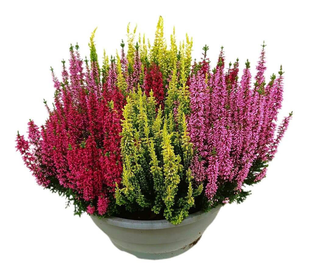 Calluna Vulgaris Tricolor M27 (brezo)