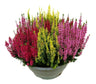 Calluna Vulgaris Tricolor M27 (brezo)