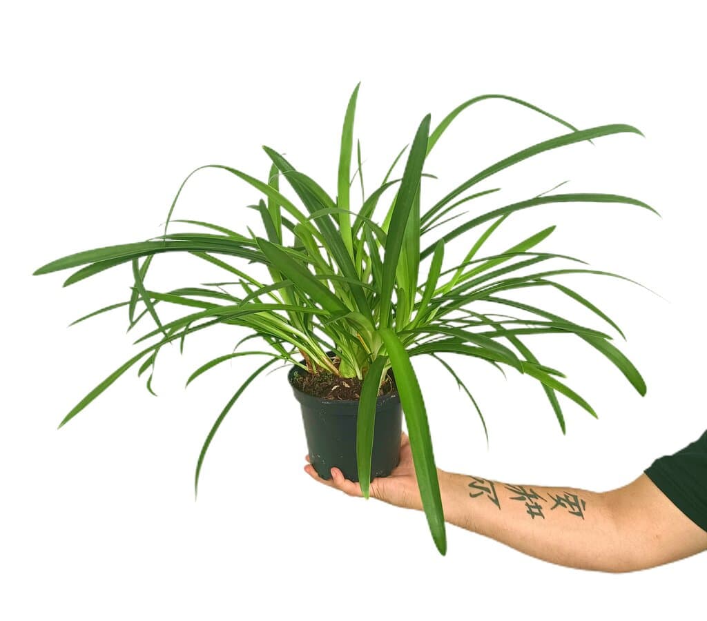 Agapanthus Africano M16 (lirio Africano)_0