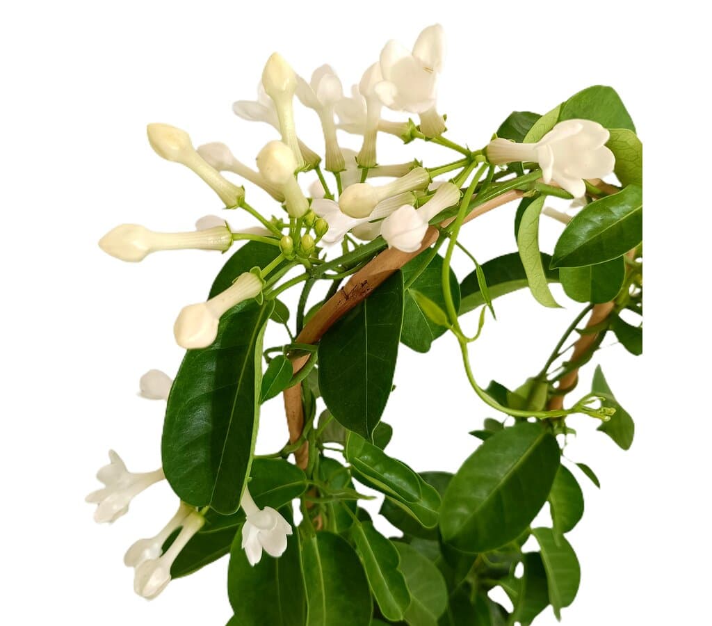 Stephanotis Floribunda M19 80cm (jazmín De Madagascar)_1