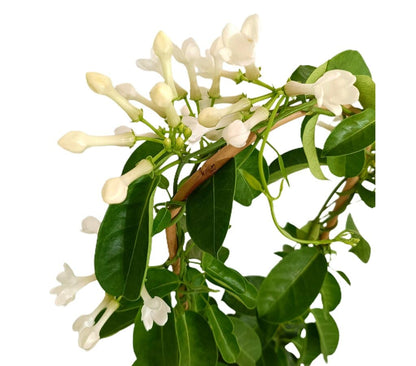Stephanotis Floribunda M19 80cm (jazmín De Madagascar)_1