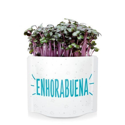 Postales Verdes De Semillas "enhorabuena" Garden Pocket
