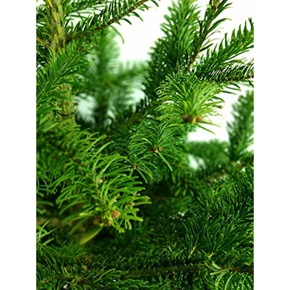 Arbol De Navidad Normanniana Natural 250-300cm Cortado Con Cruz De Madera Y Clavos Incluidos Abeto Navideño_2